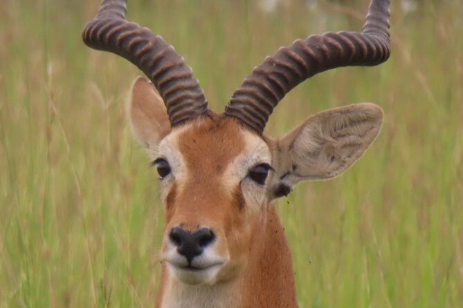 Murchison Falls 2 Days Game Safari (4 people Minimum required) - Leaving Gulu at 7:30 AM