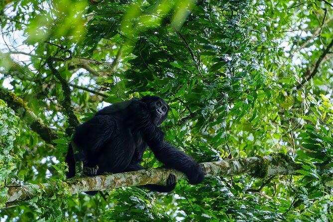 Private 3 Day Gorilla Trekking Safari in Uganda - Why Bwindi makes this three-day trip worthwhile
