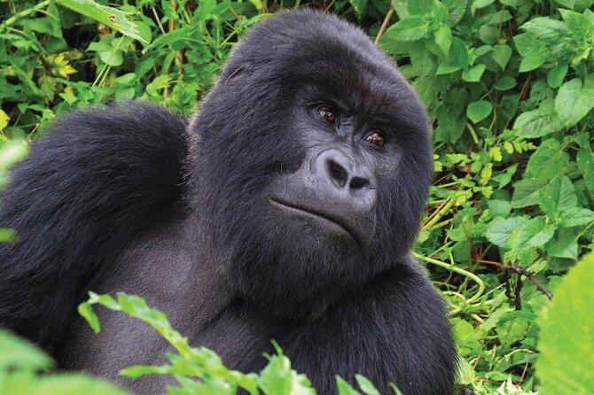 Private 3 Day Gorilla Trekking Safari in Uganda - The Batwa community visit and cultural context