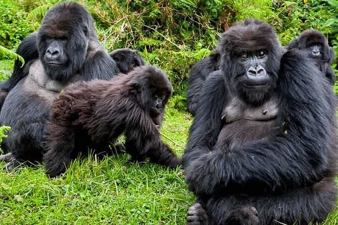 Private 3 Day Gorilla Trekking Safari in Uganda - Day 3: The long return and Uganda’s Equator stop