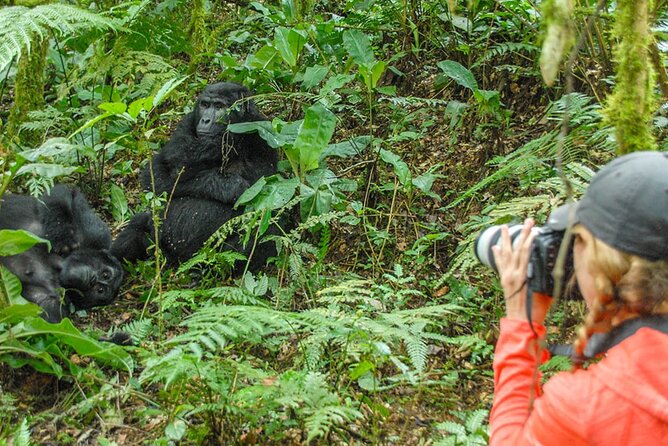 Private 3 Day Gorilla Trekking Safari in Uganda - What the meals and vehicle arrangement mean