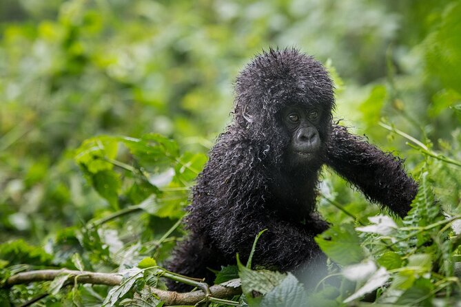 Private 3 Day Gorilla Trekking Safari in Uganda - How the price compares with the effort involved