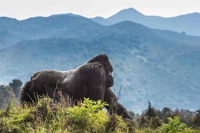Private 3 Day Gorilla Trekking Safari in Uganda - What to pack for a realistic forest day