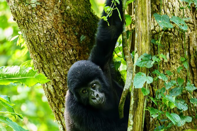 Private 3 Day Gorilla Trekking Safari in Uganda - Day 1: From Entebbe to Bwindi by road