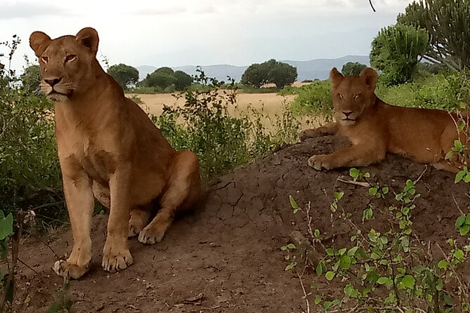 Private 3-Day Tour in Queen Elizabeth Park Safari - What the Guide Adds to the Safari