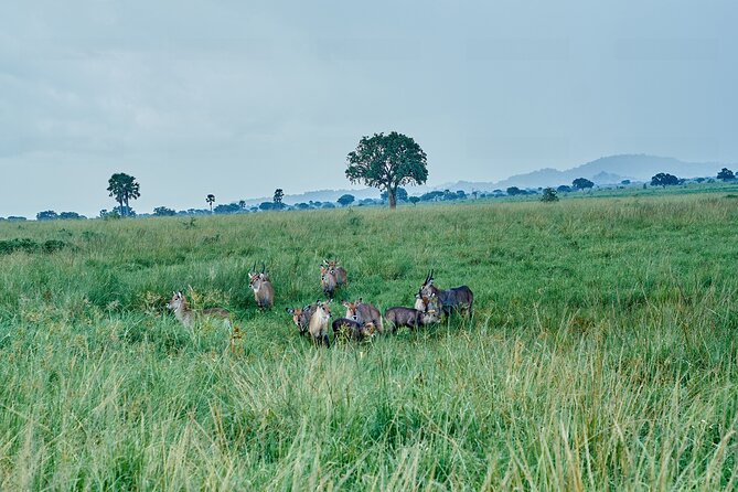Private 5-Day Kidepo Valley and Murchison Falls National Parks - Kidepo Valley brings the biggest wilderness feeling