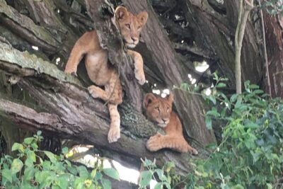 Queen Elizabeth Open Safari Jeeps for game drives.