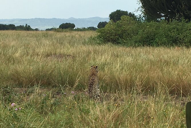 Queen Elizabeth Open Safari Jeeps for game drives. - Birdwatching is not an afterthought