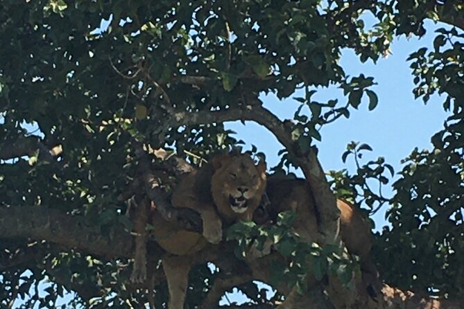 Queen Elizabeth Open Safari Jeeps for game drives. - Fazil’s guiding style and why it matters