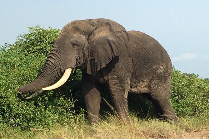Queen Elizabeth Open Safari Jeeps for game drives. - Who should choose this safari