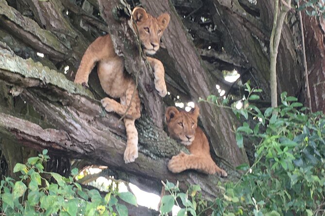 Queen Elizabeth Open Safari Jeeps for game drives. - Meeting at the Kazinga Channel in Katunguru