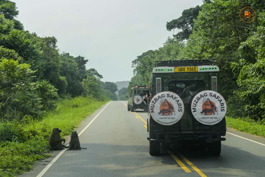 The Big5 3 Days Wildlife Adventure Experience in Uganda. - Morning and evening game drives