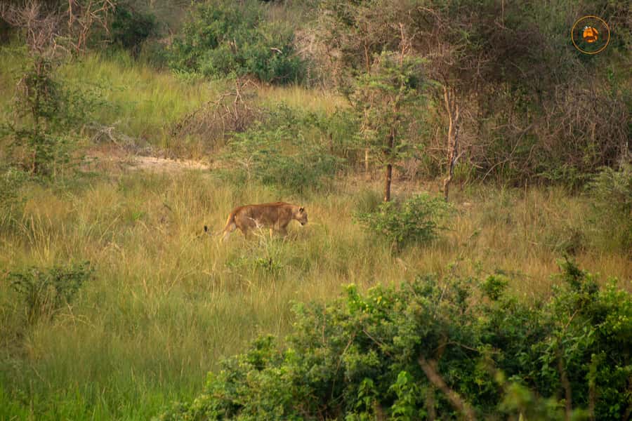 The Big5 3 Days Wildlife Adventure Experience in Uganda. - The 45-minute walk to the top of the falls
