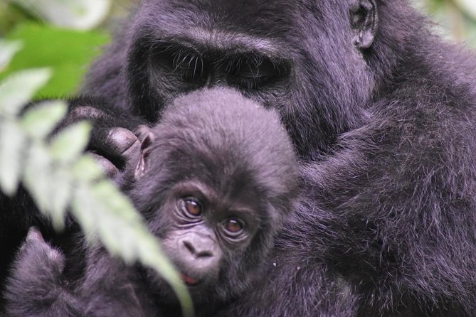 Three Days Gorilla Safaris In Uganda - Key points before you book