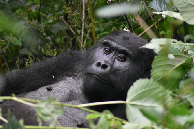 Three Days Gorilla Safaris In Uganda - Why this three-day Uganda safari works