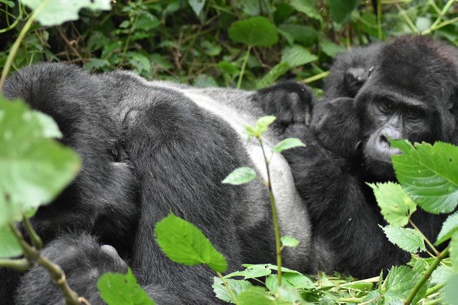 Three Days Gorilla Safaris In Uganda - Day 2: Registration, briefing, and the gorilla trek