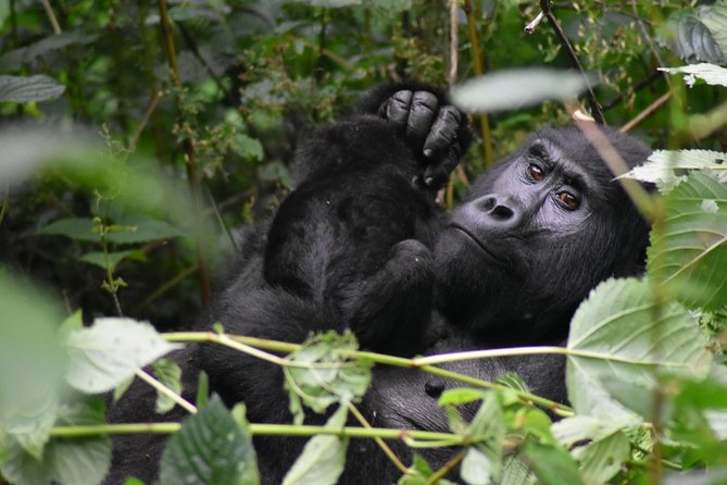 Three Days Gorilla Safaris In Uganda - Day 3: Returning through Kabale, Mbarara, and the Equator