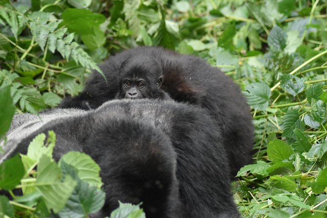 Three Days Gorilla Safaris In Uganda - Who should book this gorilla safari