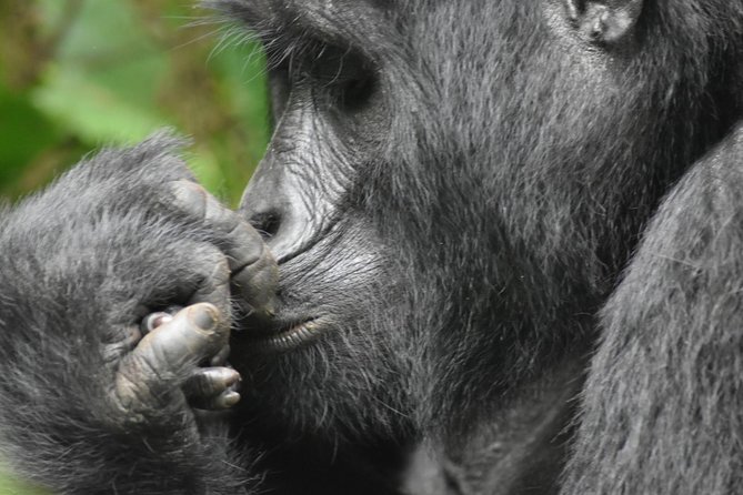 Three Days Gorilla Safaris In Uganda - Day 1: From Kampala to Bwindi through Uganda’s hills