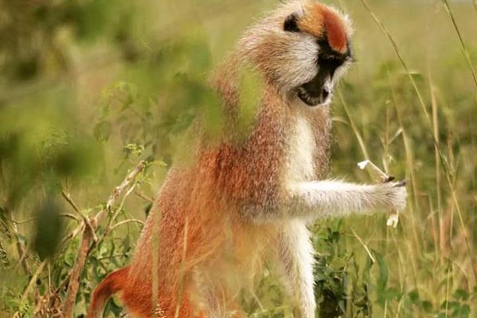 Three Days Murchison Falls National Park Tour in Uganda - Day two: a northern-sector game drive
