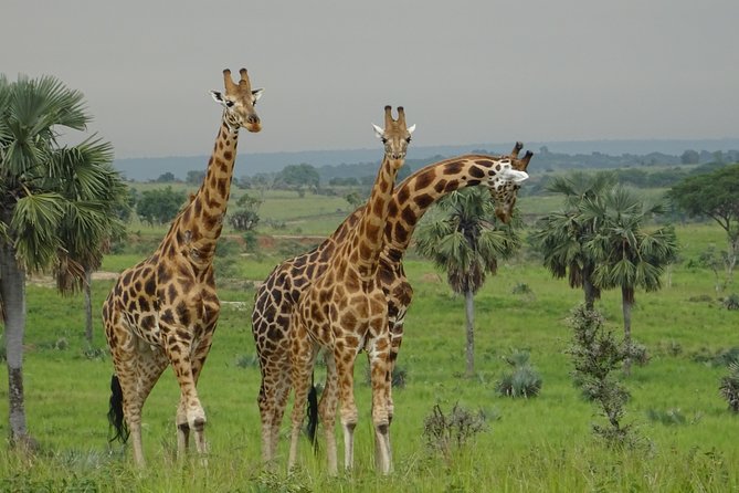 Three Days Murchison Falls National Park Tour in Uganda - Day three: returning to Kampala or the airport