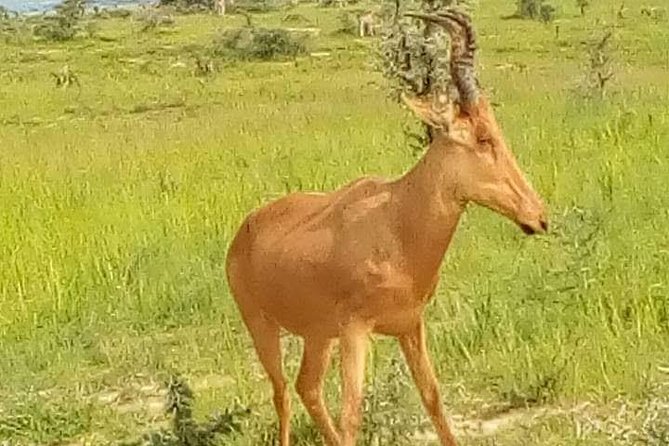 Three Days Murchison Falls National Park Tour in Uganda - The 2:00 pm Nile boat cruise