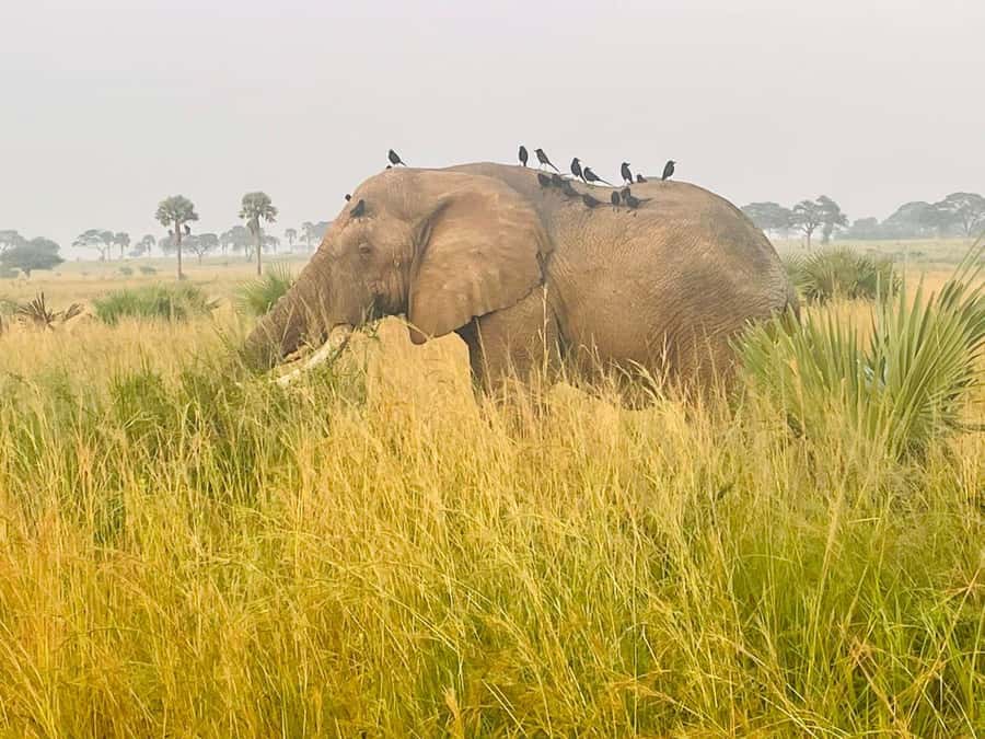 Uganda: 1-Day Murchison Falls Park Safari with Boat cruise - The best parts of the day at a glance
