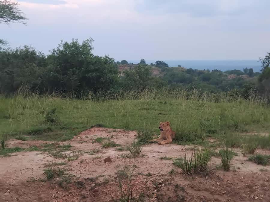 Uganda: 1-Day Murchison Falls Park Safari with Boat cruise - Why Murchison Falls makes a strong one-day safari