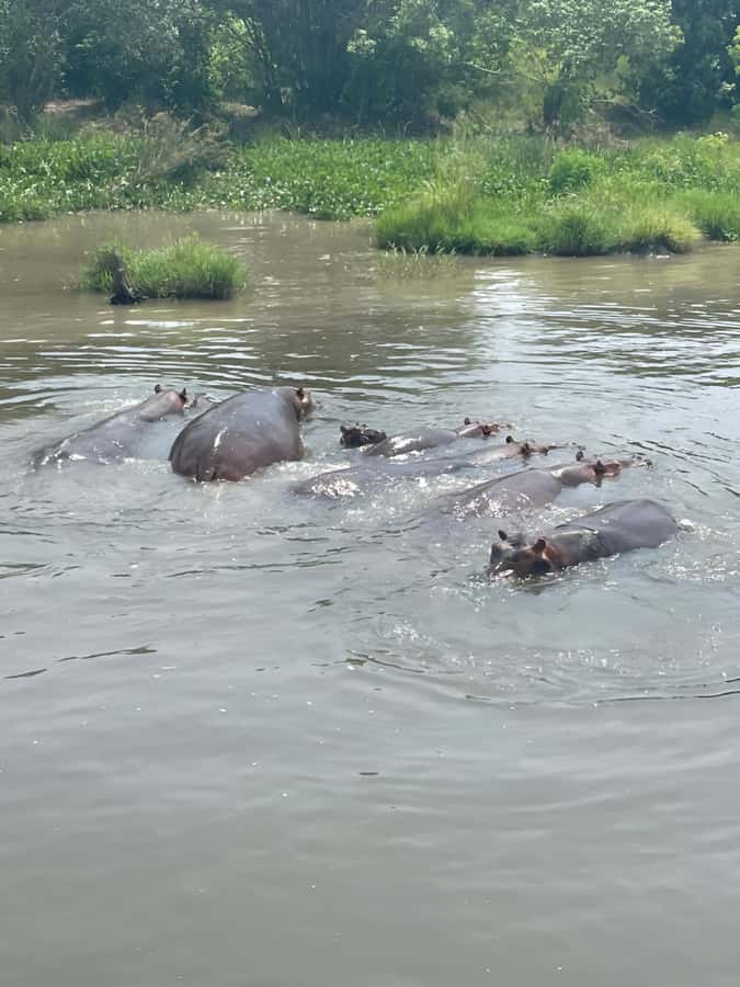 Uganda: 1-Day Murchison Falls Park Safari with Boat cruise - Three hours among elephants, giraffes, and buffaloes