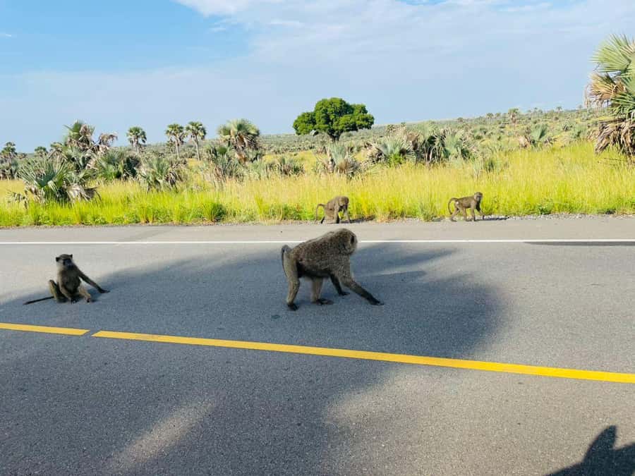 Uganda: 1-Day Murchison Falls Park Safari with Boat cruise - The return to Kampala or Entebbe