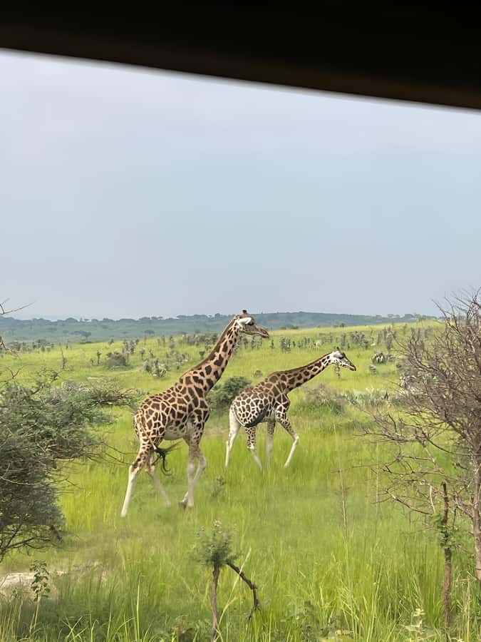 Uganda: 1-Day Murchison Falls Park Safari with Boat cruise - What the $480 price includes