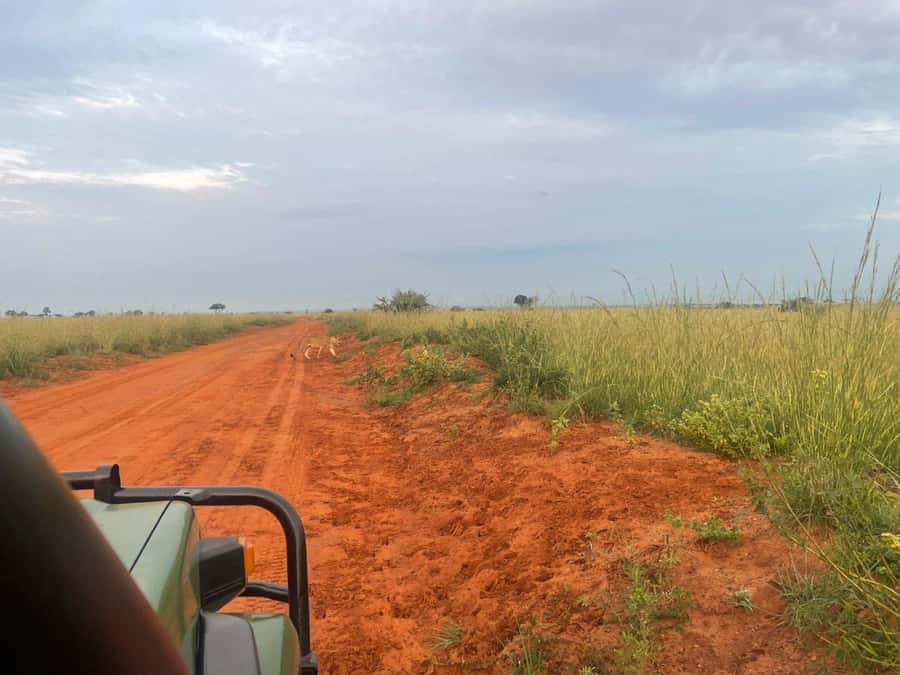 Uganda: 1-Day Murchison Falls Park Safari with Boat cruise - Practical details before you reserve