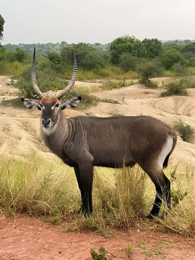 Uganda: 1-Day Murchison Falls Park Safari with Boat cruise - The early drive from Kampala or Entebbe