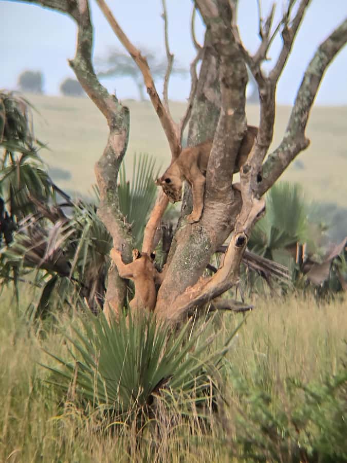 Uganda: 2-Day Murchison Falls Park Safari with Boat cruise - Key points to know before booking