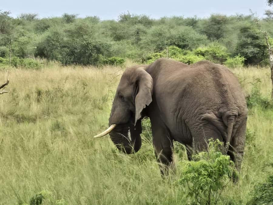Uganda: 2-Day Murchison Falls Park Safari with Boat cruise - Why Murchison Falls works in only two days