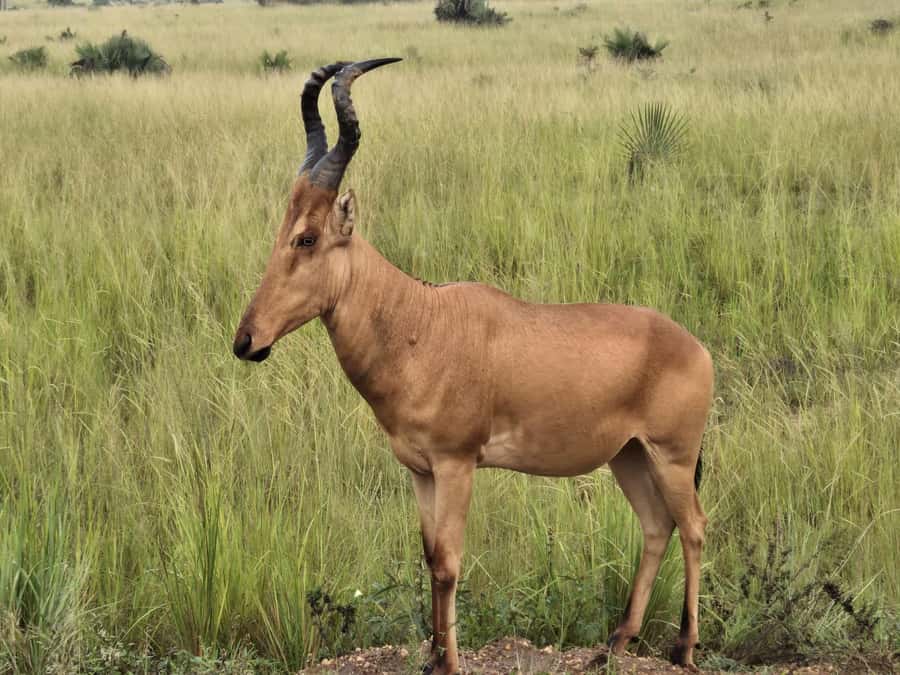 Uganda: 2-Day Murchison Falls Park Safari with Boat cruise - The 6:00 AM game drive through the savannah