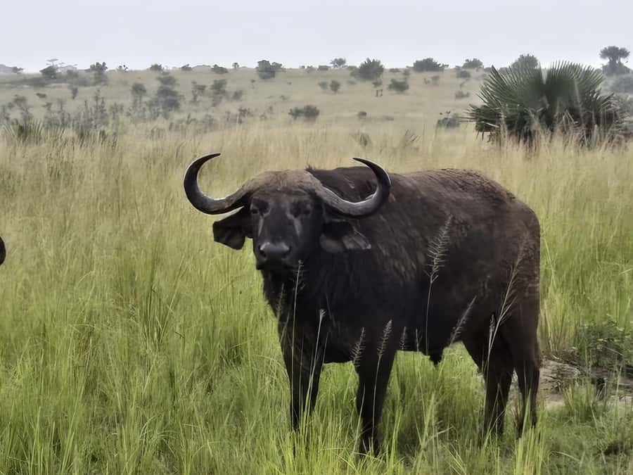Uganda: 2-Day Murchison Falls Park Safari with Boat cruise - What the $680 price really covers