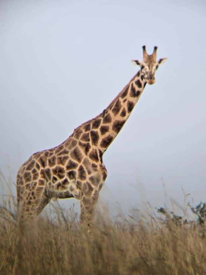 Uganda: 2-Day Murchison Falls Park Safari with Boat cruise - Comfort, timing, and physical demands