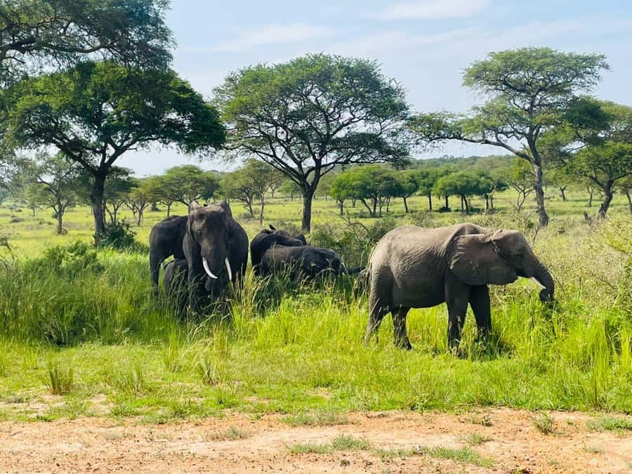 Uganda: 2-Day Murchison Falls Park Safari with Boat cruise - Who will enjoy this safari most