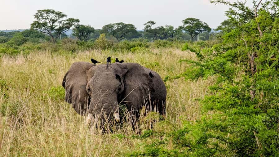Uganda: 2-Day Murchison Falls Park Safari with Boat cruise - The long drive from Kampala or Entebbe