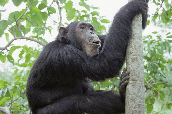 Uganda 4 days Gorilla Trekking - Why a four-day Uganda gorilla trip needs clear planning