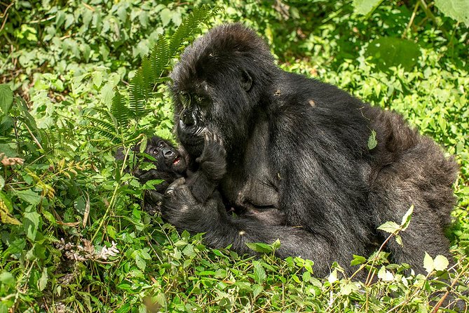 Uganda 4 days Gorilla Trekking - A small group of four keeps the trip personal