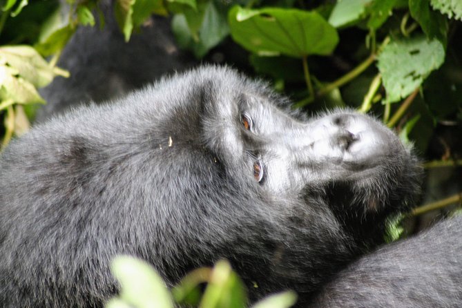 Uganda Wildlife Holiday - 8 Days - Day 3: Chimpanzees and 12 other primates in Kibale