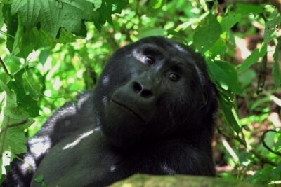Uganda Wildlife Holiday – 8 Days