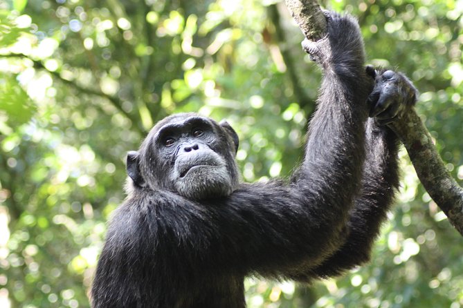 Uganda Wildlife Holiday - 8 Days - Day 4: Caves, crater lakes, and the Tooro Kingdom