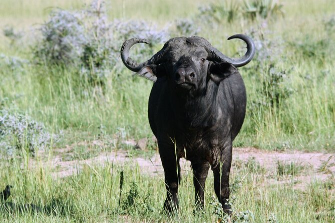 Uganda Wildlife Holiday - 8 Days - Day 5: Queen Elizabeth game drive and Kazinga Channel cruise