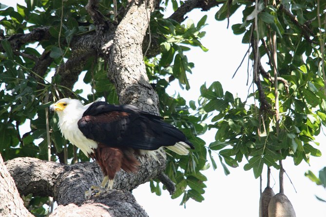 Uganda Wildlife Holiday - 8 Days - Day 7: The mountain gorilla trek in Bwindi