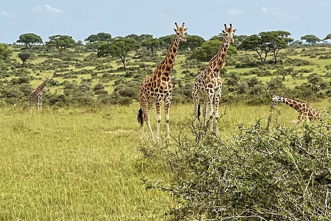 Unforgettable 3 days Murchison falls. - Key points to know before booking