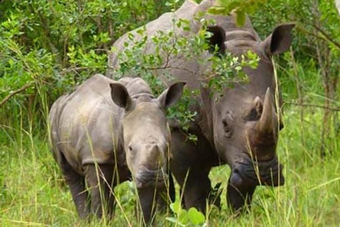 Ziwa Rhino Sanctuary - Key points before you book