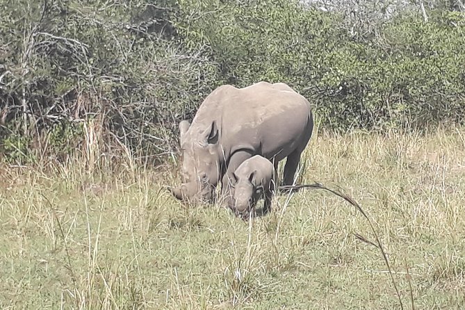 Zziwa Rhino Sanctuary Walking Safari - Key points to know before booking